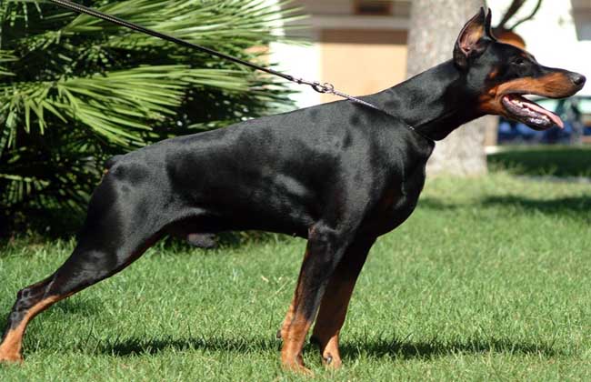 杜宾犬多少钱一只