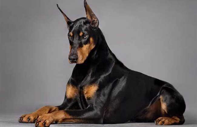 杜宾犬性格怎么样