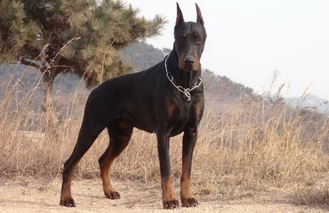 杜宾犬怎么养才好