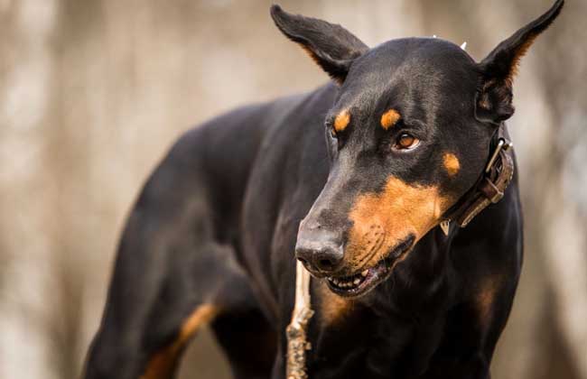 杜宾犬
