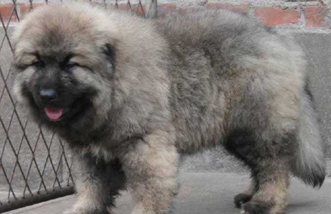 高加索犬多少钱一只