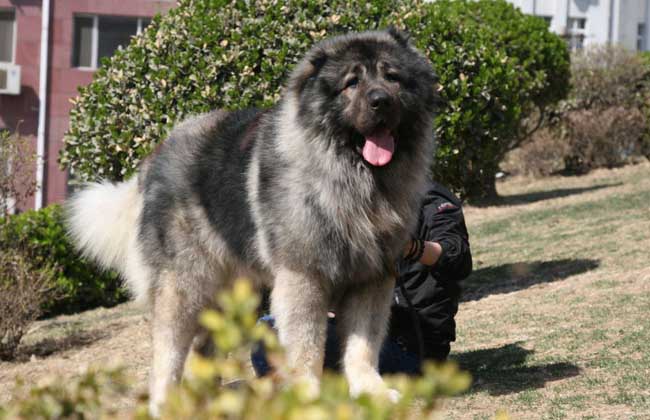 高加索犬智力排名第几