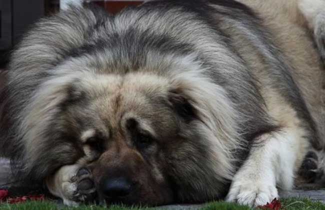 高加索犬性格怎么样