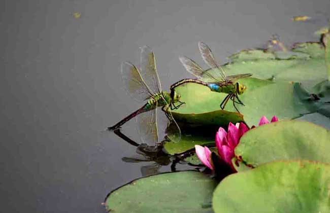 蜻蜓点水