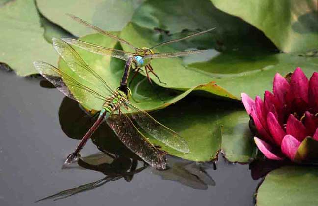 蜻蜓点水