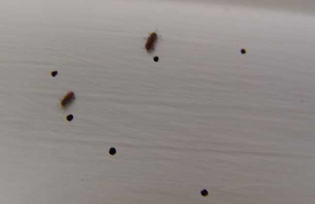 用什么药可以杀跳蚤
