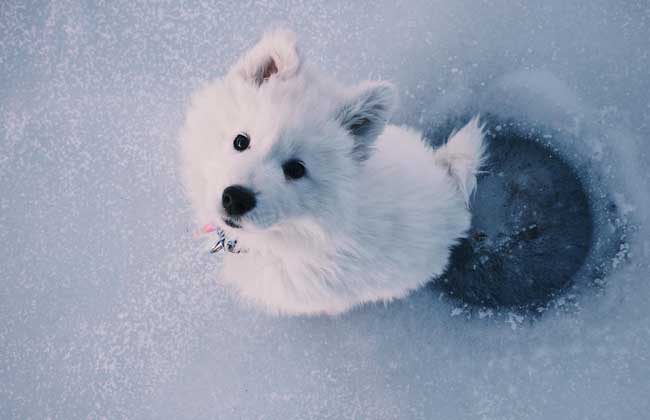 萨摩耶犬多少钱一只