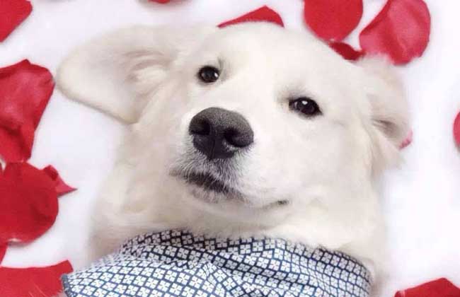 萨摩耶吃什么狗粮好
