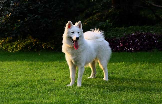 萨摩耶犬怎么养才好
