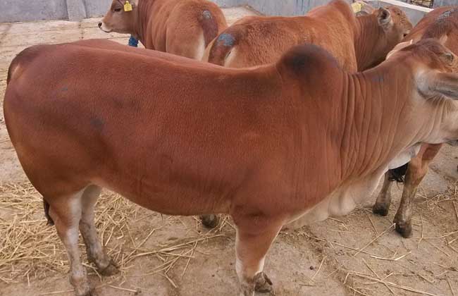 肉牛养殖