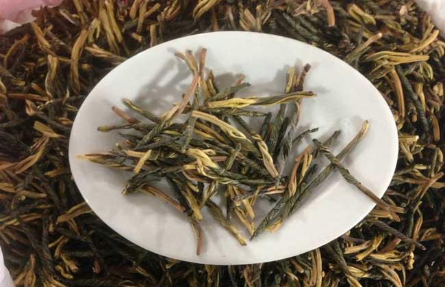 苦丁茶