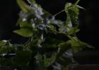 苦丁茶有哪些种类？