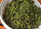 小叶苦丁茶和大叶苦丁茶的区别