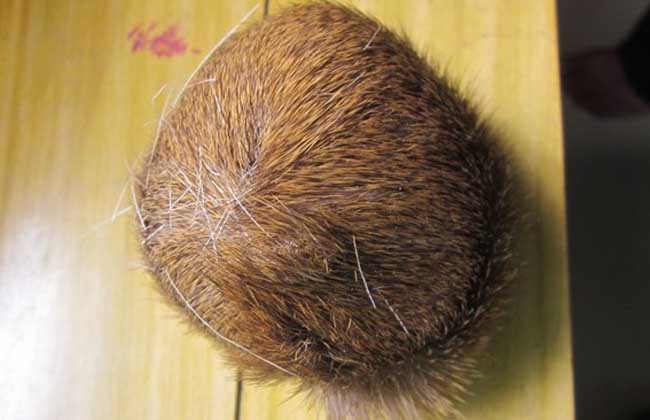 麝香价格