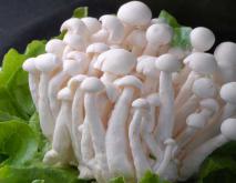 白玉菇的家常做法大全