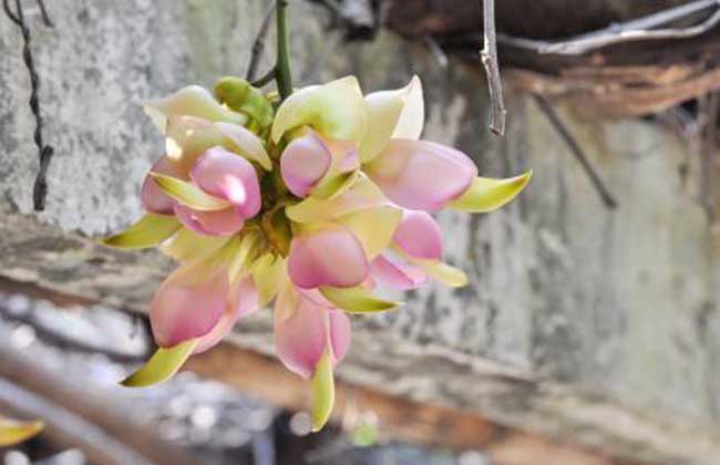 禾雀花什么时候开