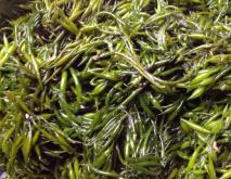羊栖菜的家常做法大全