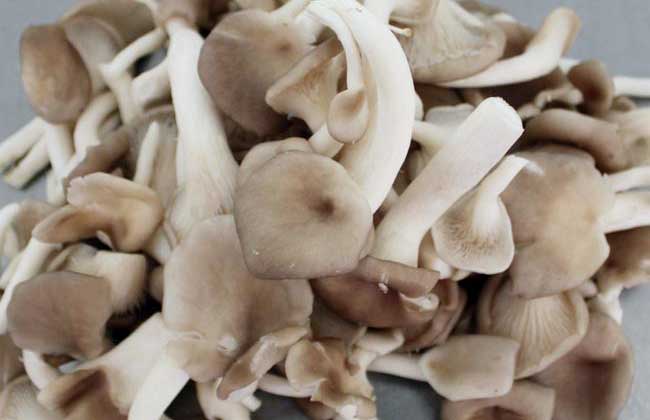 凤尾菇和平菇一样吗