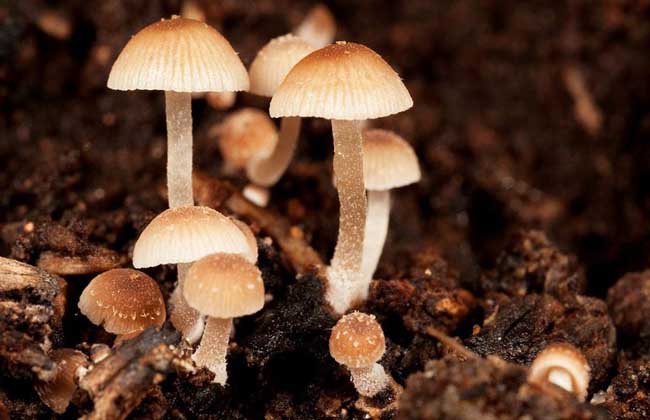 蘑菇的种类大全