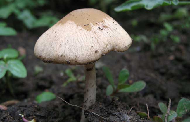 蘑菇