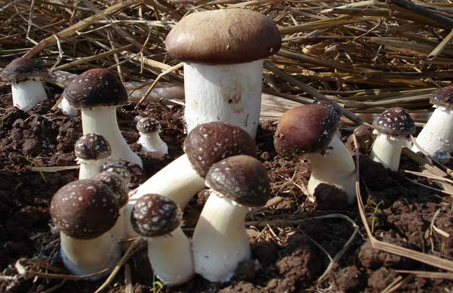 蘑菇种类及图片大全