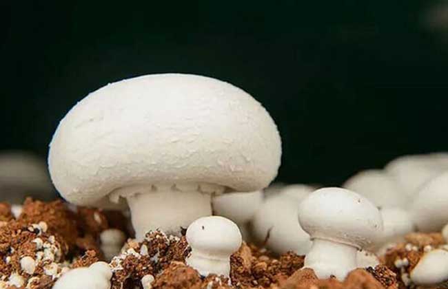 双孢蘑菇