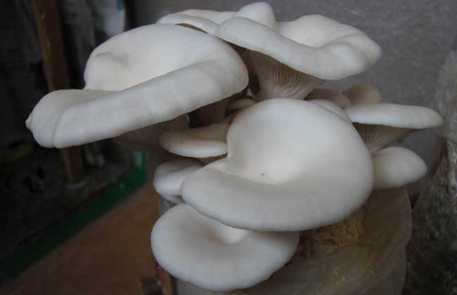 平菇