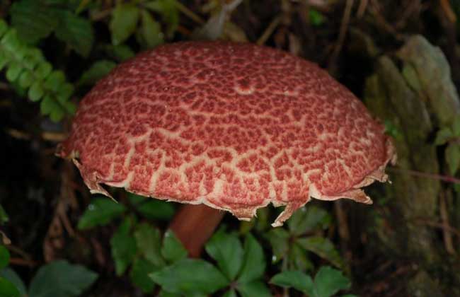 网孢牛肝菌