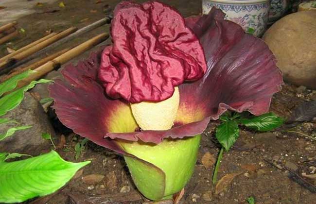 尸香魔芋真的存在吗？
