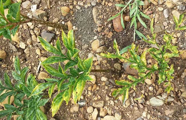 魔芋种植技术