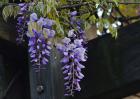 紫藤花的花语和传说