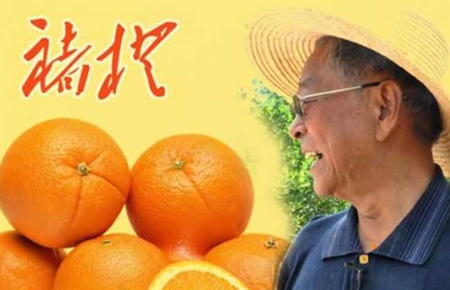 褚橙