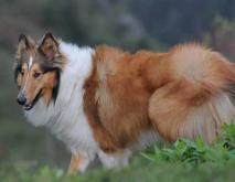 牧羊犬种类图片大全