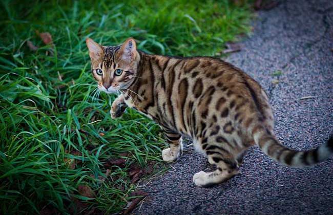 豹猫