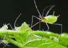 蚜虫的生物防治方法
