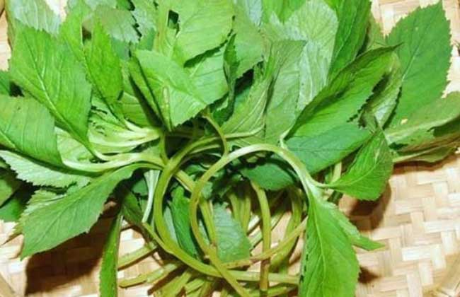 山野菜种植