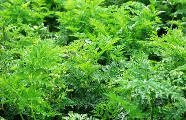 川芎种植技术