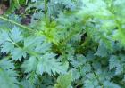 川芎高产种植技术