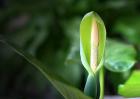 滴水观音开花什么兆头？