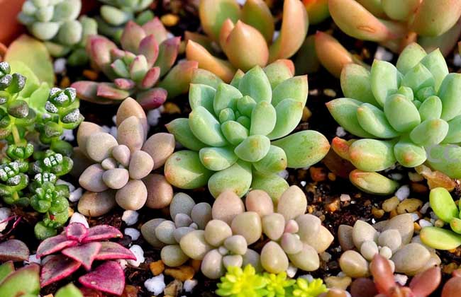 多肉植物价格