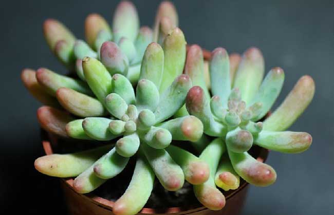 多肉植物价格