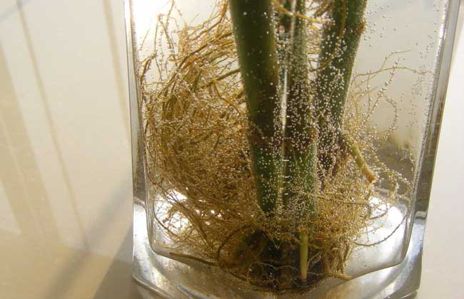 富贵竹几天换一次水