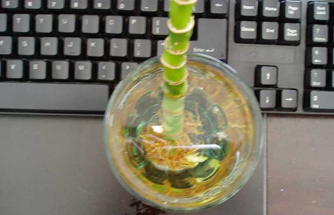 富贵竹几天换一次水