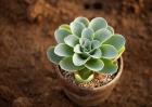 多肉植物盆景怎么制作？