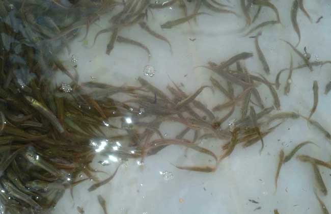 泥鳅苗一万尾多少钱