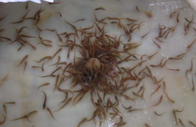 泥鳅苗一万尾多少钱