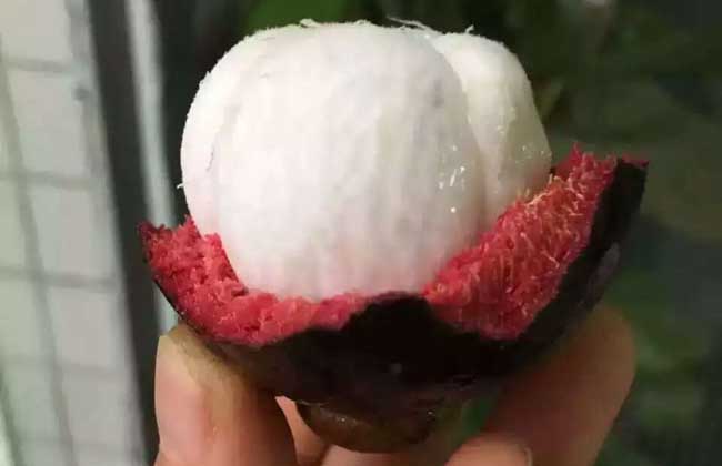 山竹价格