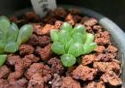 夏天多肉植物怎么养？