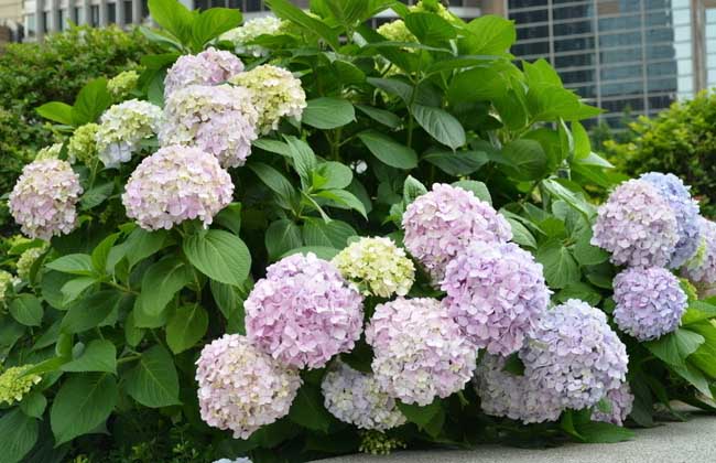 绣球花种子怎么种