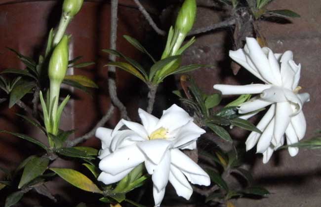 小叶栀子花